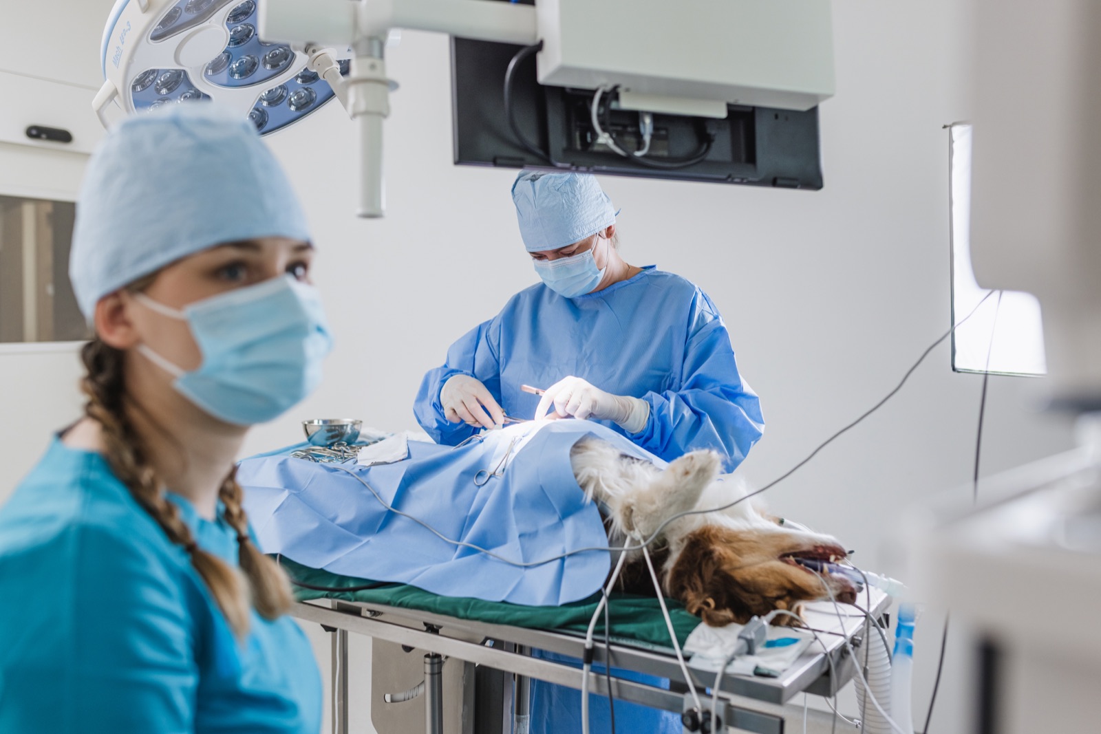 Intervento chirurgico veterinario in sala operatoria