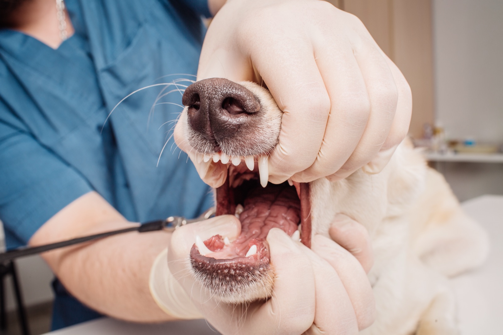 Controllo dentale di un cane