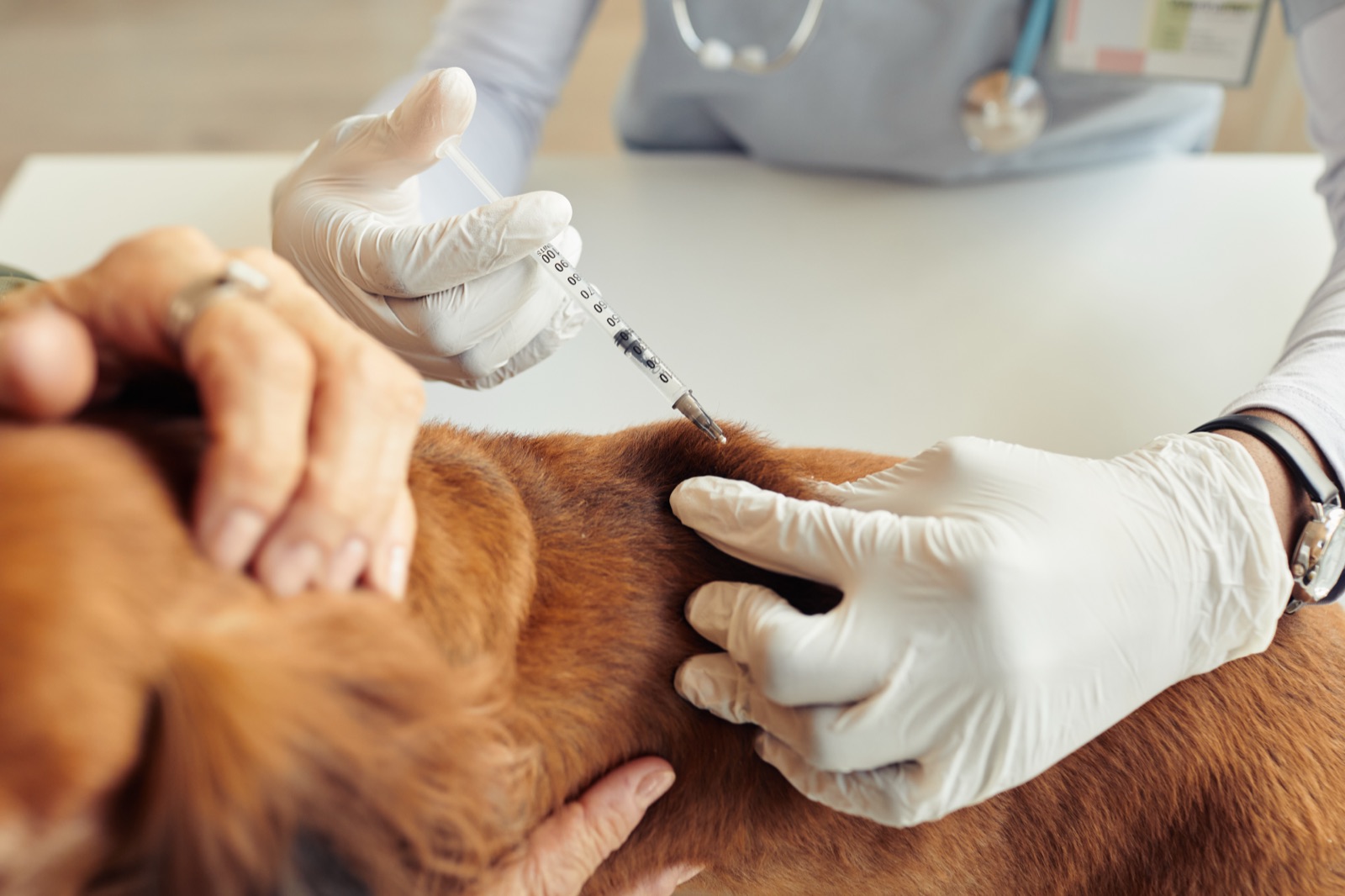 Vaccinazione di un cane in ambulatorio veterinario