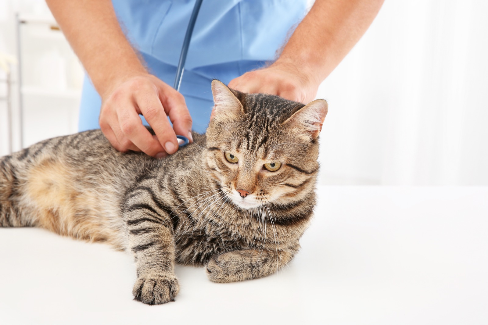 Visita veterinaria di un gatto
